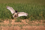 Little Bustard wings spread landing, Montgai, Catalonia, Spain