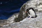 Rockhopper Penguin walking along ledge, Bleaker Island, Falklands