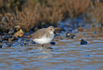 Dunlin
