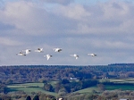 Cranes, Slimbridge, Glos