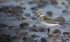 Little Stint, Chanonry point, Moray firth, Scotland