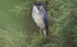 Night Heron.