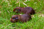 guinea pig cavia porcellus-8975