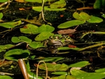 Edible Frog