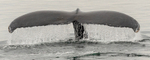 Humpback Tail