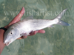 Baby Bonefish 2010.