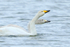 Whooper Swans (adult and juvenile) drinking, Otmoor RSPB