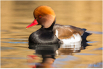 Red Crested Pochard by Tim Clarke