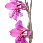 Field Gladiolus (Gladiolus italicus syn. G. segetum)