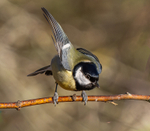 Great Tit