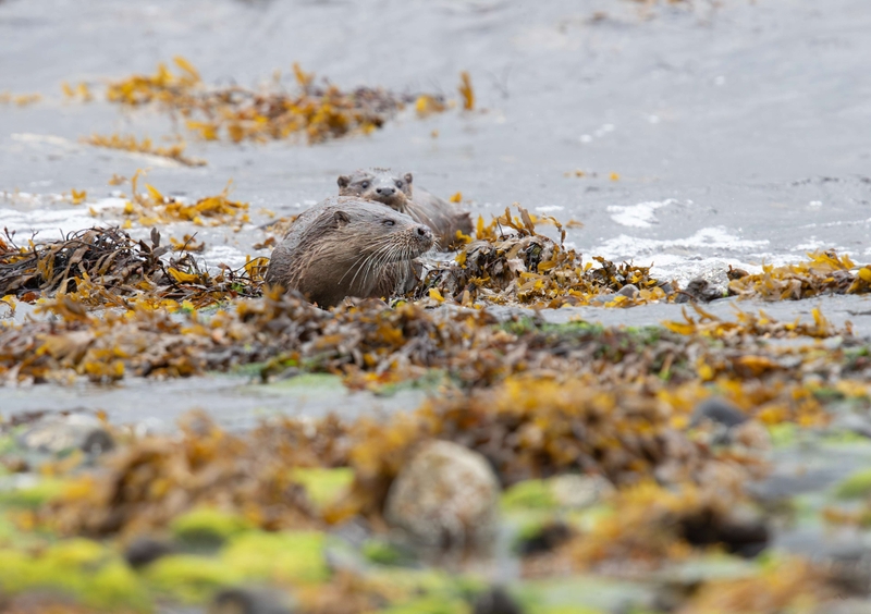 Eurasian Otter - Isle of Mull - Scotland