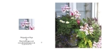 004 Geranium Window Box