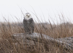 Snowy Owls portfolio