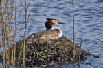 Great Crested Grebe - Sevenoaks Natur Reserve