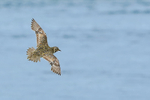 Golden Plover (breeding) flying, Iceland