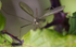 CRANE FLY (Daddy long legs)