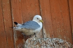 Kittiwake