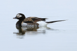 Long-tailed Duck (Male) side, Iceland