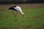 White Stork