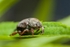 Chafer Beetle 2