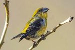 Crossbill