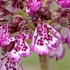 Lady Orchid (Orchis purpurea)