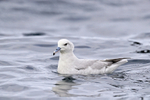 Southern Fulmar floating on sea, South Africa
