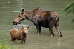 Moose with calf in Moose Lake