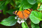 Autumn Leaf Butterfly