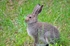 Mountain Hare