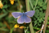Common Blue Butterfly