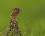 Red Grouse close-up, Scotland