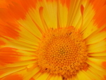 P61702340443