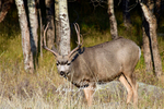 3HPhotography10-6-24_RMNP_0273_