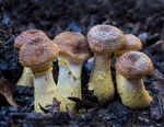 Honey Fungus