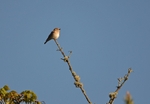 Spotted Flycatcher