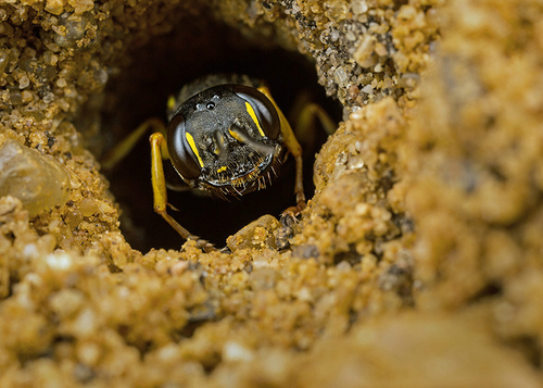 A female [i]Mellinus arvensis[/i] digger wasp in her burrow. A Warwickshire garden, August 2013.