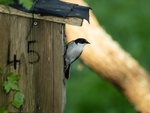 Pied Flycatcher