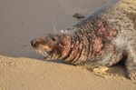 Atlantic Grey Seal
