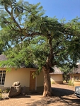 The Weeping Boer Tree, Sth Africa