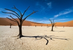 Camel Thorn Trees of Deadvlei - Namib Desert - I