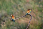 European Bee-eaters