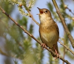 Grasshopper Warbler