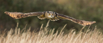 Eagle Owl