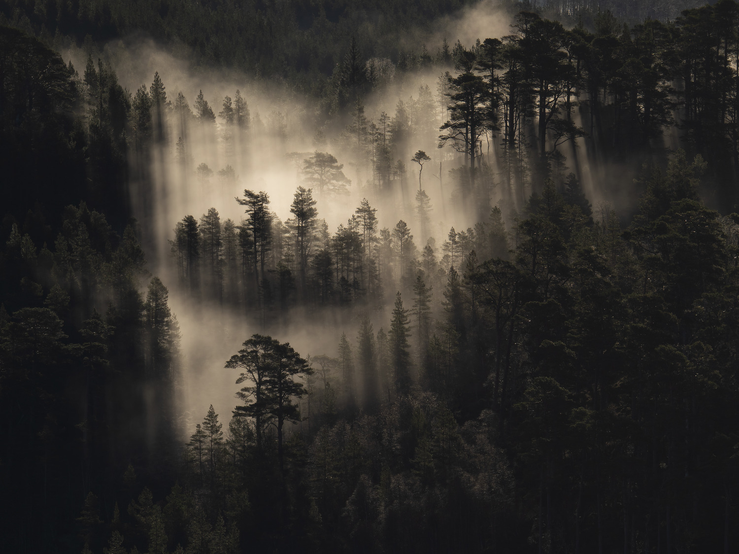 Mist and pines II