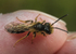 Andrena bucephala (m)
