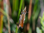 Small Skipper