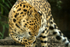 Amur Leopard - Esra