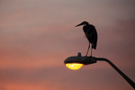 Great Blue Heron perched on lamp post at dusk, Fort De Soto, Florida