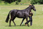 SIAL6862